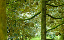 Nhờ 1 lợi thế 'ăn đứt' Thái Lan, sầu riêng Việt Nam được nhiều nước tăng thu mua - xuất khẩu vượt 2 tỷ USD