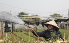 Người dân làng hoa Tây Tựu 'đánh cược' vụ Tết vì giá lạnh