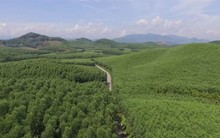 Việt Nam thu gần 1.250 tỷ đồng từ bán chứng chỉ carbon