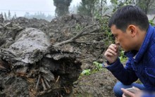 Bới phế thải công trường, phát hiện "khối đá xù xì" nặng gần 10kg đem về làm vật chèn cửa: Chuyên gia đi qua nhìn thấy, lập tức đòi mang đi bằng được