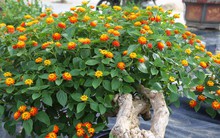 Loài hoa dại lên đời thành bonsai ngũ sắc tiền triệu hút khách dịp Tết