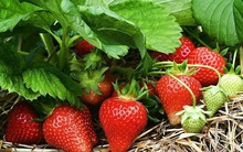 Loại quả là "vua quả mọng", chỉ số đường huyết thấp, người tiểu đường yên tâm trưng dụng