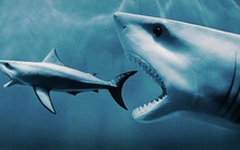 Phiên 4/12: Bất chấp VN-Index tăng mạnh, khối ngoại tiếp đà bán ròng hơn 600 tỷ đồng