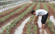 Làn sóng mới trong thị trường lao động Trung Quốc: Không còn mê ‘phố thị’, thanh niên có xu hướng ‘di cư mới’, lập nghiệp với hoa quả là chuyện bình thường của cử nhân đại học