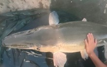 Phát hiện cá lạ nặng tới 40kg bơi trên rạch ở Bình Dương