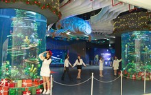 Trải nghiệm mới lạ: đón Giáng sinh dưới "đại dương"