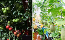 Khu vườn sân thượng đầu tư 30 triệu: Mùa hè có mùng tơi, rau dền, đông đến ngập tràn su hào, súp lơ