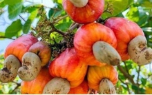 Việt Nam là thị trường xuất khẩu hạt điều lớn nhất của Campuchia