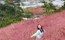 Phát hiện 'đặc sản' ít người biết ở Đà Lạt: Chỉ đẹp vỏn vẹn 1 tuần/năm, tạo nên khung cảnh như tranh vẽ