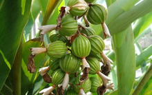 Trung Quốc săn lùng loại gia vị quý hiếm đắt thứ 3 thế giới của Việt Nam: Thu về hàng chục triệu USD kể từ đầu năm, trên 3 năm mới được thu hoạch