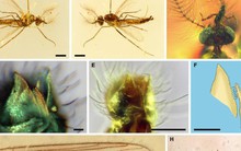 Kinh ngạc phiên bản 125 triệu tuổi của sinh vật con người vẫn phải sợ