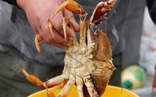 Cua tuyết nhập khẩu từ Nga tràn ngập thị trường Nhật Bản