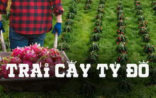 Những điều thú vị về trái thanh long đang "làm mưa làm gió" trên mạng xã hội