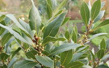 Một loại lá cây dân dã của Việt Nam bất ngờ được săn lùng với giá đắt đỏ: Xuất khẩu tăng hơn 1.700%, là cây quý hiếm ít quốc gia sở hữu