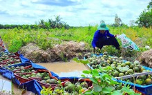 Cam sành rớt giá, nông dân lỗ nặng