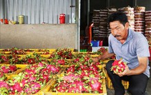 Thanh long cuối mùa giá cao gấp 3 lần cùng kỳ năm trước