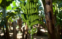 Thế giới âm thầm giải cứu… ngành chuối trị giá 25 tỷ USD, suốt 40 năm ‘mất ăn mất ngủ’ vì một loại nấm độc