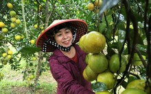 Chiêm ngưỡng vườn cam tiền tỷ sắp vào vụ Tết