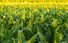 'Báu vật tỷ đô' của Ấn Độ đổ bộ Việt Nam với giá rẻ bất ngờ: Là nguyên liệu giúp nước ta thu hàng chục tỷ USD