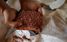 Kho báu mới nổi của Việt Nam được Campuchia mạnh tay săn lùng: Giá rẻ kỷ lục, thu về nửa tỷ USD kể từ đầu năm