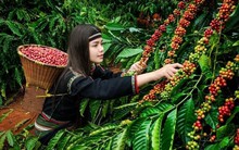 Một mặt hàng Việt Nam có thể đạt mức giá cao nhất lịch sử nhưng vì sao bị dự đoán lượng xuất khẩu giảm?