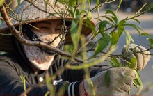 Làng đào Nhật Tân vào mùa tuốt lá, chuẩn bị đón Tết Nguyên đán 2024