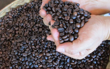 Xuất khẩu cà phê có thể đạt 5 tỷ USD năm 2024