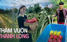 Sẽ thế nào nếu vườn thanh long trở thành điểm đến cực hot cho chuyến du lịch Tết 2024?