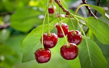 1 loại quả người giàu ưa chuộng, ngọt lịm nhưng lại có tác dụng hạ đường huyết không ngờ, còn ngừa cả ung thư: Đắt gấp 4 lần cân thịt heo loại ngon