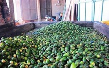 Loại quả phổ biến ở Việt Nam được người dân Trung Quốc cực ưa chuộng, thương lái đổ xô đi thu mua làm thành kẹo bán giá chục triệu/kg