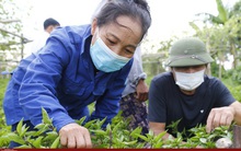 EU nới lỏng kiểm soát rau gia vị Việt Nam: Kỳ vọng thúc đẩy kim ngạch xuất khẩu rau quả