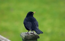 Định luật con quạ: Chỉ trốn tránh mà không chịu thay đổi 3 điều này thì đi đâu cũng thất bại