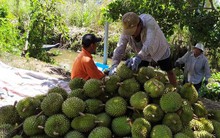 Sầu riêng tăng giá kỷ lục