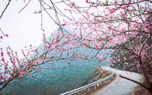 Hà Giang có muôn vàn tọa độ "săn" các loại hoa đào, toàn những địa điểm độc đáo khiến ai cũng muốn đến một lần