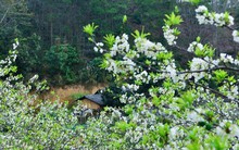 Mê mẩn sắc trắng tinh khôi của hoa mận trên Cao nguyên đá