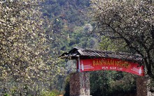 Mùa xuân trên Tà Chì Nhù với sắc trắng tinh khôi của "cây táo nở hoa"