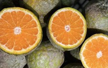 Vào chính vụ cam sành bán chạy vì giá rẻ