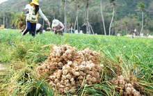 Nông dân Lý Sơn khóc ròng vì vàng trắng mất mùa