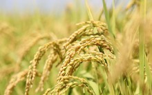 Thương hiệu gạo Việt ngày càng khẳng định giá trị trên thế giới