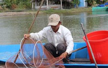 Lý do giá cá kèo bất ngờ tăng mạnh