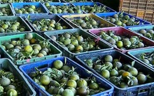 Rớt giá kỷ lục, 1kg cam chỉ… 1.000 đồng