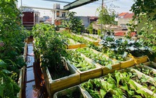 Khu vườn sân thượng ngập tràn rau quả xanh mướt mắt ở Hải Phòng