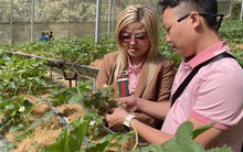 Hình ảnh 400.000đồng/kg dâu tây nhưng các vườn ở Đà Lạt vẫn nườm nượp khách