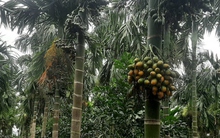 Trái cau cho thu nhập cao nhưng chỉ nên trồng xen canh