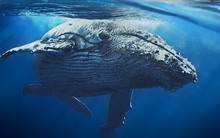 Trái tim của cá voi xanh có thực sự to bằng một chiếc ô tô không?