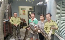 Người dân ở TP.HCM giao nộp con trăn nuôi 23 năm cho kiểm lâm