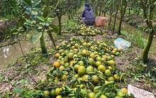 Cam sành rẻ chưa từng có, người nông dân 'đứng ngồi không yên'