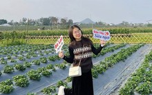 Vườn dâu tây chín mọng của chàng trai xứ Nghệ thu hút du khách
