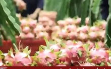 Thanh long ruột đỏ đi Nhật bị dừng đơn hàng đột ngột