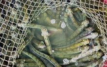 Cá kèo thương phẩm tăng giá kỷ lục, cá giống hiếm nguồn cung